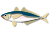 アジ アジ