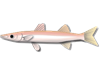 カマス カマス
