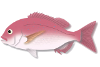 マダイ マダイ